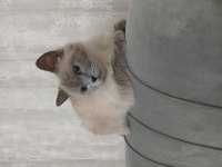 Minik british shorthair kızıma yuva arıyorum