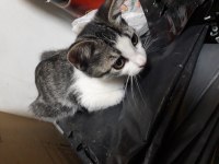 Apartmana bırakılmış kediyi ücretsiz sahiplendirme