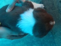 Border Collie Yavrulari