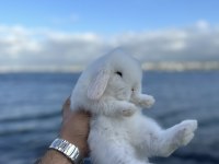 Safkan Hollanda Cüce Ve Mini Tavşan Yavrular