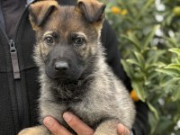 Şampiyon anne babadan şecereli yavru working alman kurdu