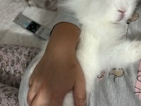 Hollanda Lop Tavşanı