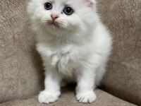 Sıfır kulak ayı surat scottish fold bebekler