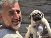 Mükemmel kalitede pug mops yavruları Burkemden