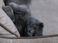 Safkan scottish fold dişi