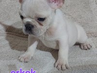 Fransız bulldog