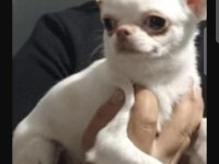 Şivava (chihuahua) yavruları