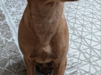 Minyatür pinscher