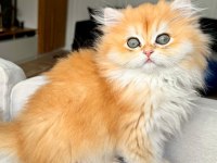 GOLDEN BRİTİSH LONGHAIR SAFKAN