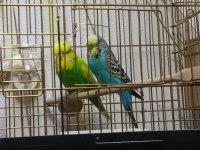 Jumbo Çift Muhabbet Kuşu