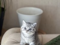 Harika Surat Oyuncu British Shorthair Yavrum
