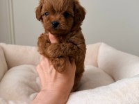 Kore Maltipoo bebeklerimiz