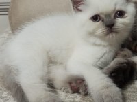 Prensesimiz dişi blue point british shorthair