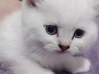 Kedilerimiz yeni yuvalarına gitmeye hazırdır