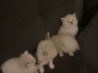 Chinchilla yavruları