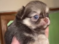 Tatlı şivava chihuahua köpeğimiz