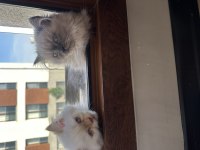 Persian seal point stres topu