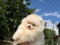 Orjinal Pomeranian Boo