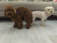 Mükemmel Kalitede Maltipoo Yavrularımız