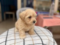 2.5 Aylık Maltipoo Sahiplendirme Ped Eğitimli