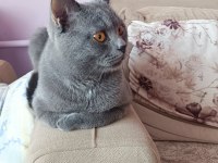 British shorthair kedimiz