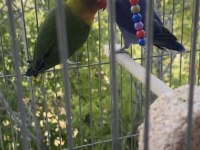 Eşli Cennet Papağanı Klasik Erkek Mavi Dişi