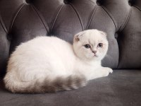 Yetişkin scottish fold kızlarımız yeni yuvasını arıyor