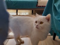 British longhair kedisi