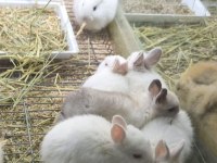 Cüce Netherland Dwarf Tavşanlar