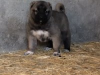 Kaliteli kangal yavrular