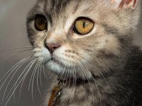 British Shorthair 3,5 Aylık Dişi