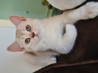 Bursa yavru british shorthair kedisi