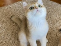 Golden British Shorthair Erkek Yavrumuz