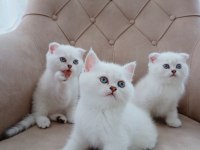 Harika scottish fold yavrularımız
