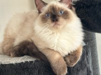 Ücretsiz Sahiplendirilecek Erkek Ragdoll 15 aylık
