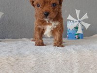 Kore Toy Poodle