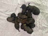 Belçika malinois