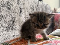 YAVRU KEDİLERE SICACIK YUVALAR ARIYORUZ!