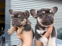 French Bulldog Sevenler A Kalite