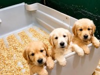 Safkan Akıllı Bebek Yüz Golden Retriever Yavrular