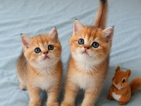 En güzel  ny12 golden british shorthair yavrular