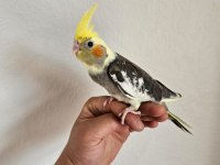 YAVRU SULTAN PAPAĞANI