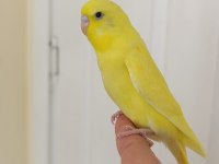 1 Aylık Yavru Dişi Muhabbet Kuşu