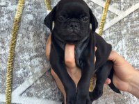 DİŞİ ERKEK PUG YAVRULARI KREDİ KARTI GEÇERLİDİR