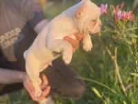 Vip Üretim French Bulldog
