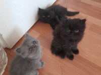Chinchilla yavrularımız yeni yuvalarını bekliyor