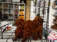 Red Brown Toy Poodle Yavrularımız