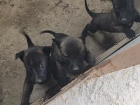 Safkan black malinois