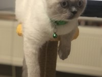 Uysal ve sevimli british shorthair