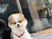 SAĞLIK VE IRK GARANTİLİ POMERANİAN KÖPEĞİ